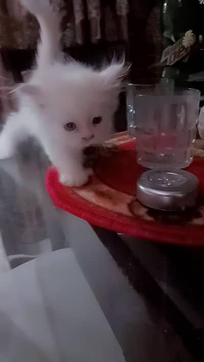 kitten for sale
