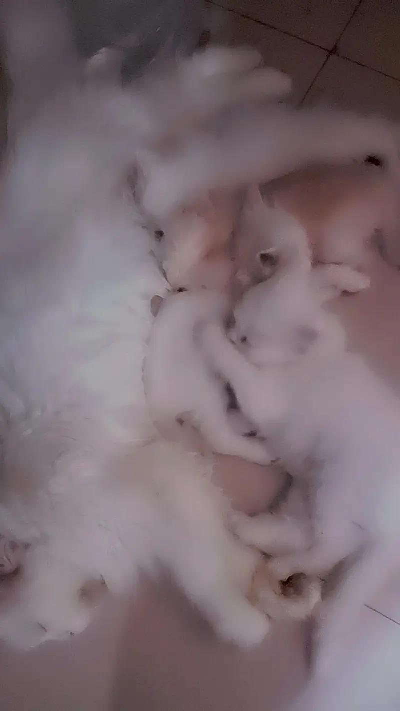 kitten for sale — photo 4