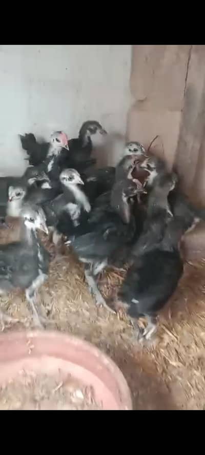Australorp cheks