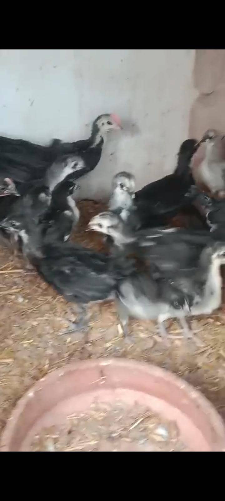Australorp cheks 1