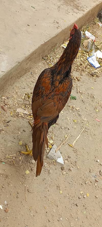 Aseel Hen murgha