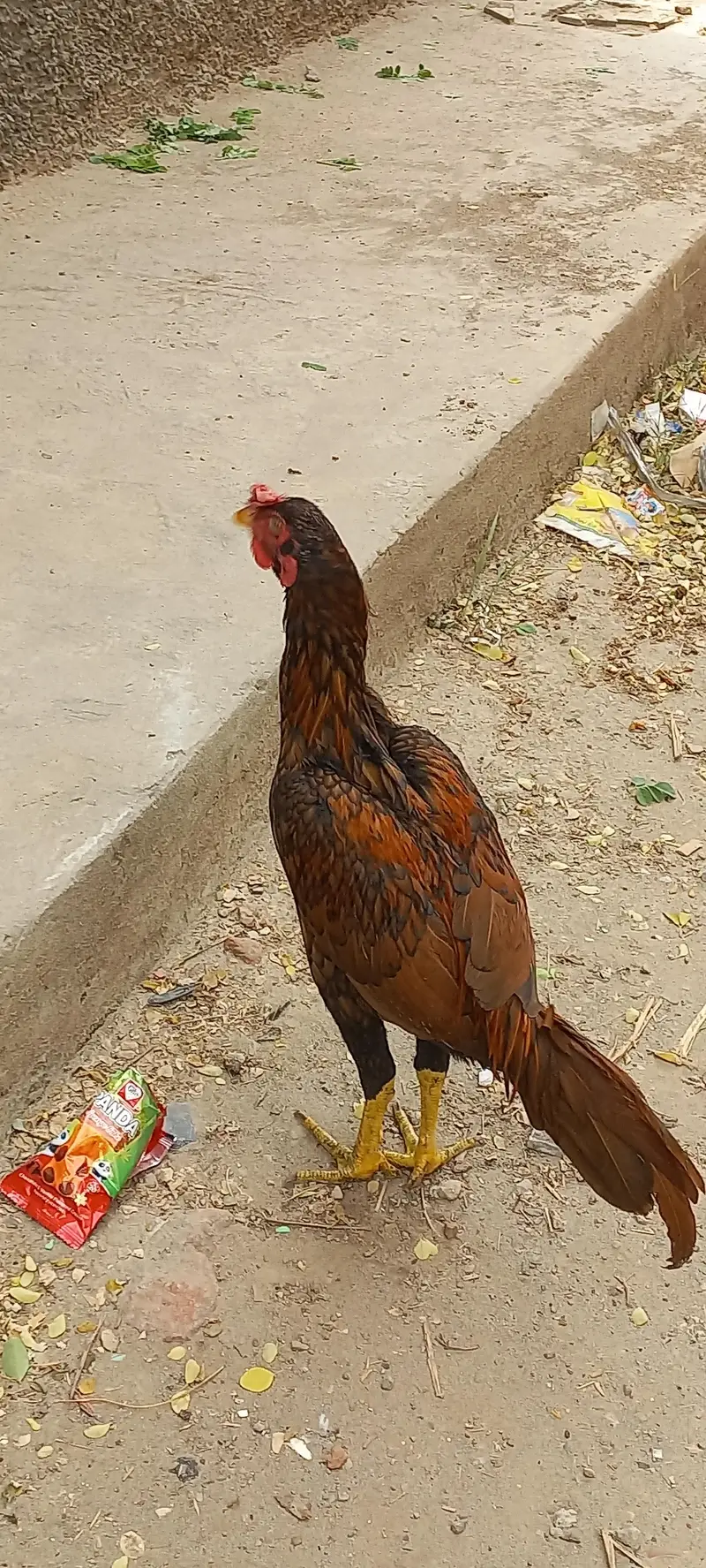 Aseel Hen murgha — photo 2