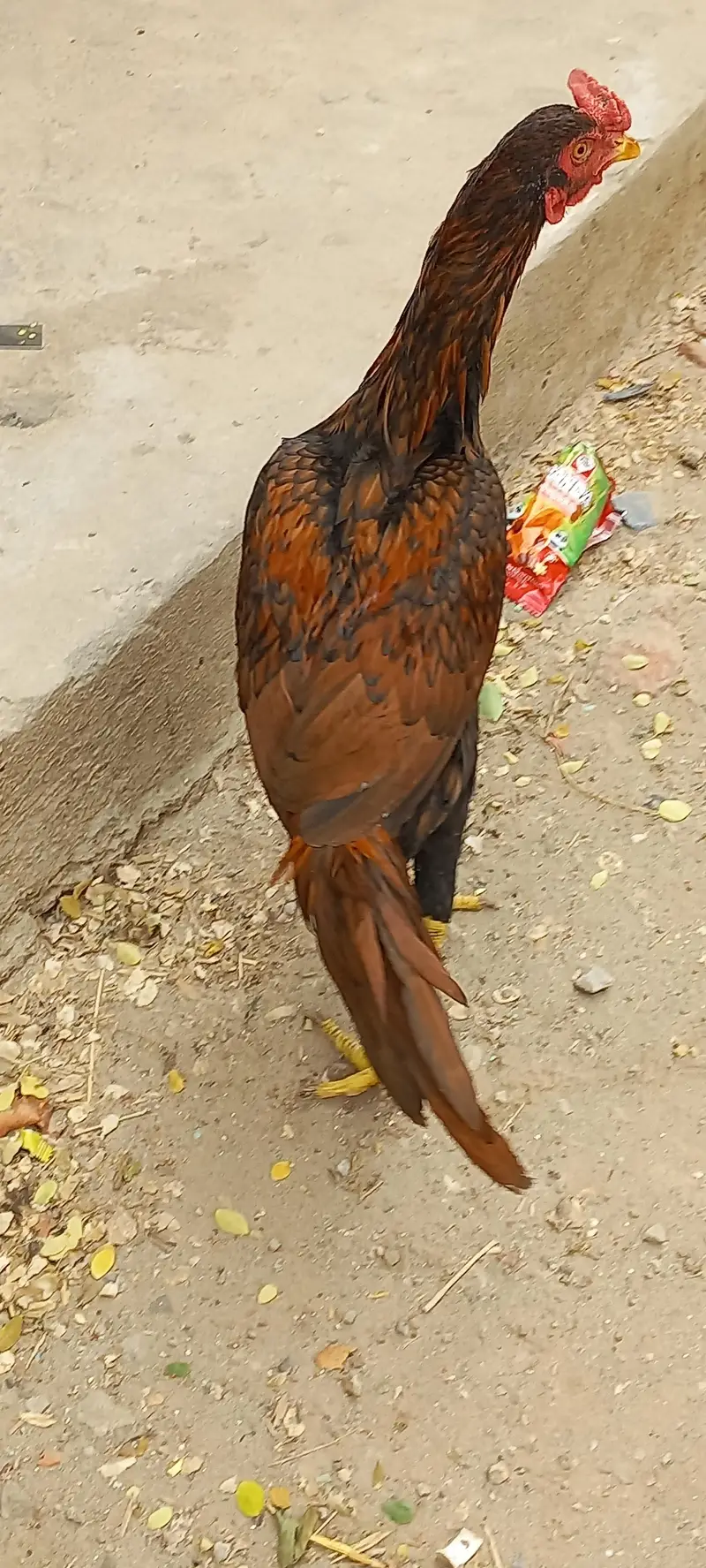 Aseel Hen murgha — photo 3