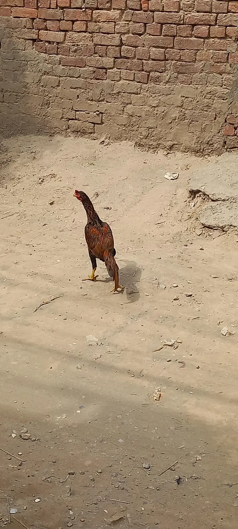 Aseel Hen murgha — photo 4