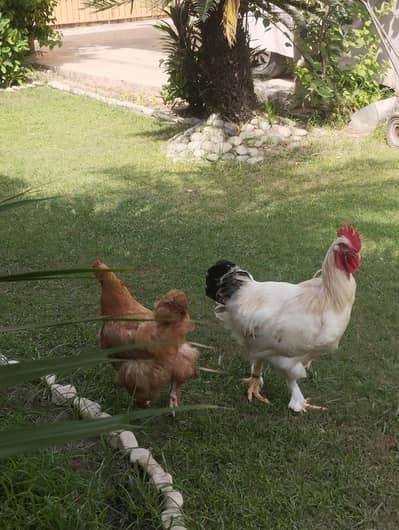 white heavy buff & golden buff pair|egg laying  and active|03409062402
