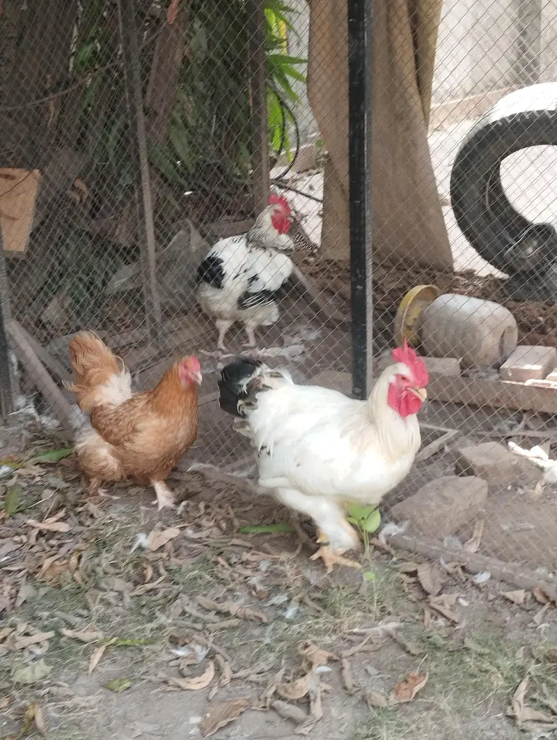 white heavy buff & golden buff pair|egg laying  and active|03409062402 — photo 2