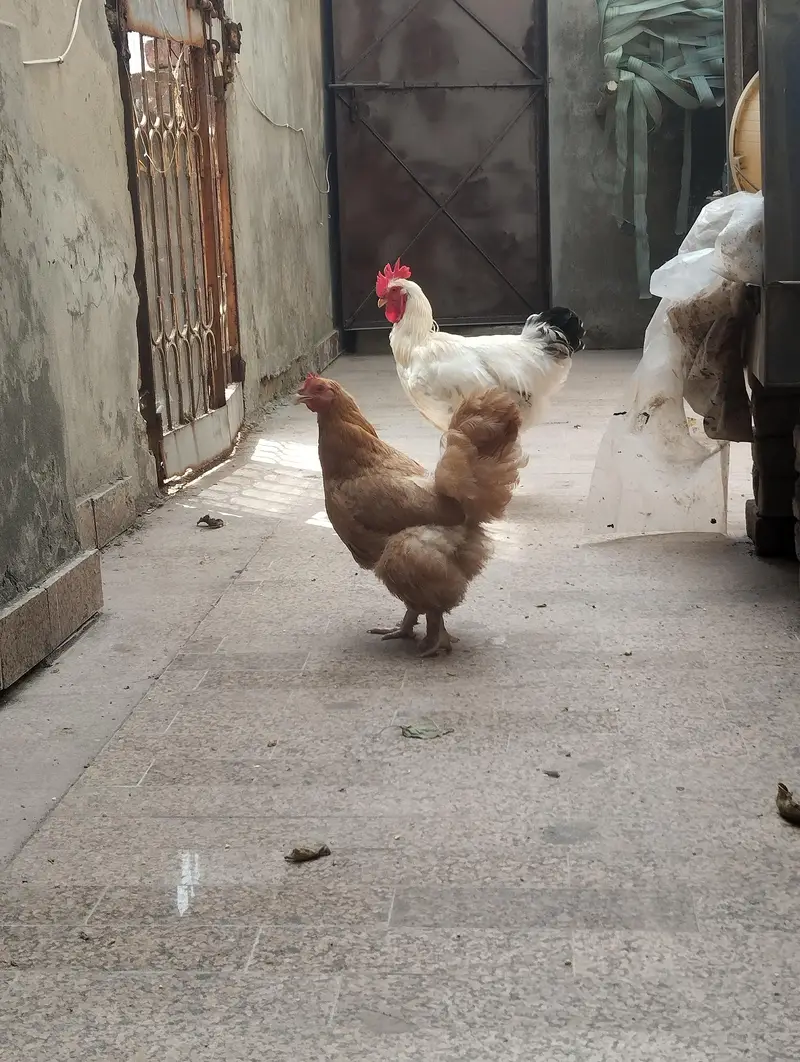 white heavy buff & golden buff pair|egg laying  and active|03409062402 — photo 4