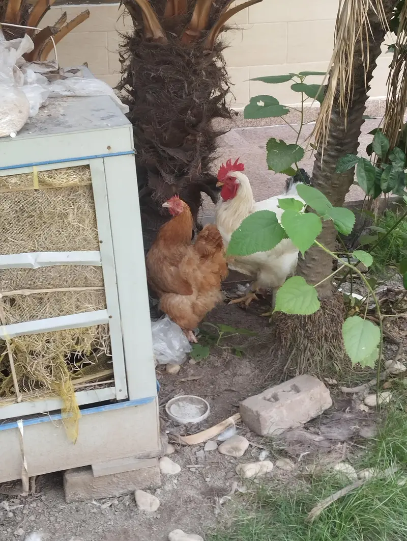 white heavy buff & golden buff pair|egg laying  and active|03409062402 — photo 7