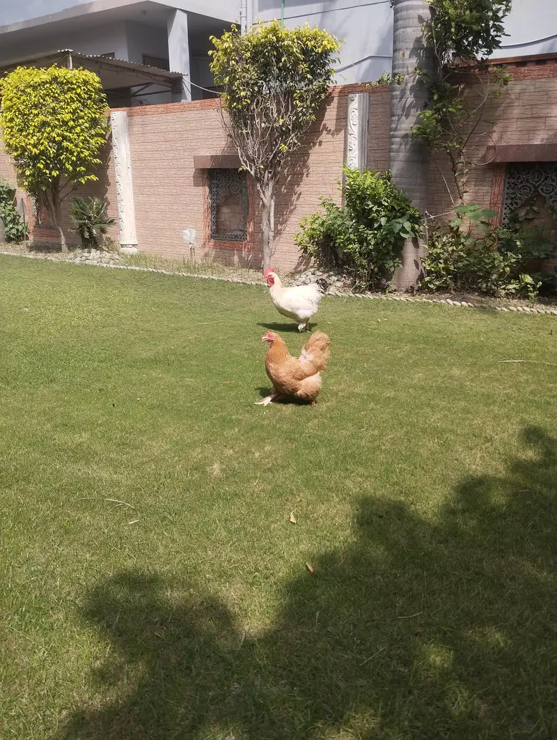 white heavy buff & golden buff pair|egg laying  and active|03409062402 — photo 10