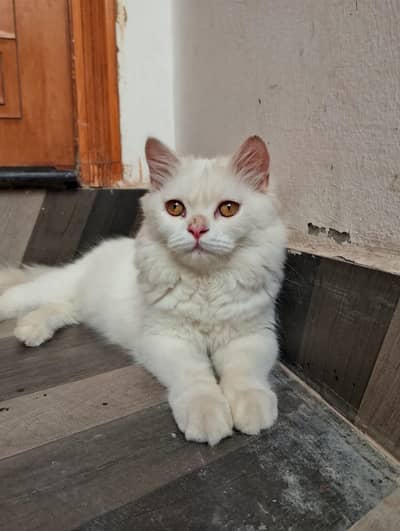 2 Female cat available contact 03058968293