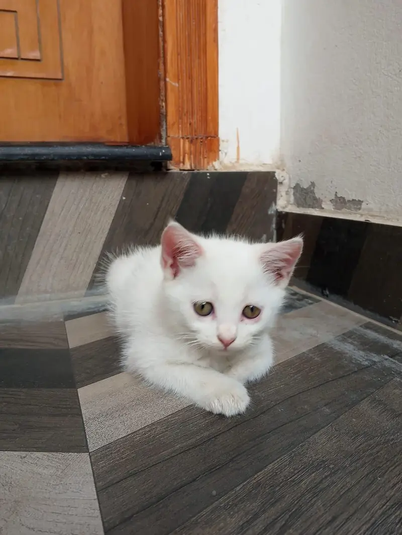 2 Female cat available contact 03058968293 — photo 2