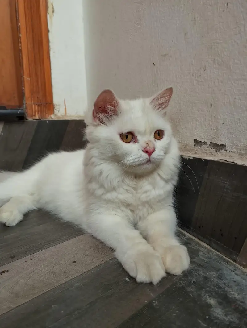 2 Female cat available contact 03058968293 — photo 3