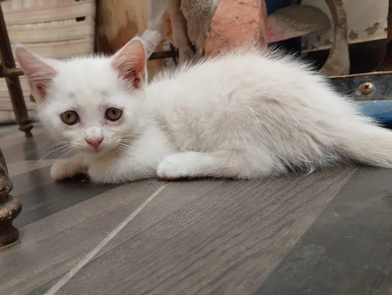2 Female cat available contact 03058968293 — photo 4
