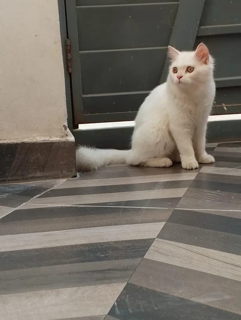 2 Female cat available contact 03058968293 — photo 5