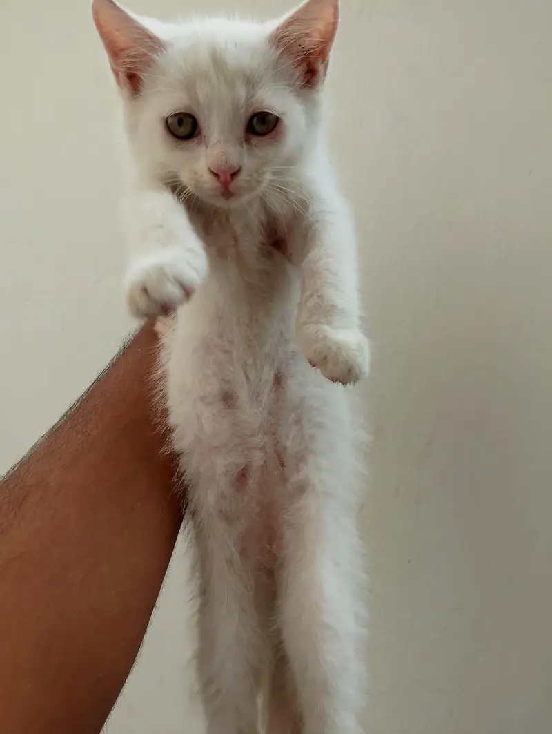 2 Female cat available contact 03058968293 — photo 6