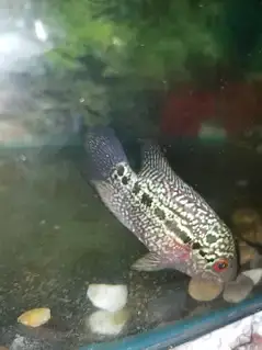 kamfa golden base femal egg laying for sale in good price — photo 2
