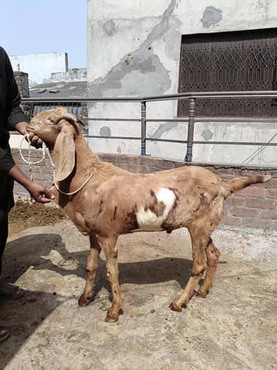 2 dant khasi Bakra for sale