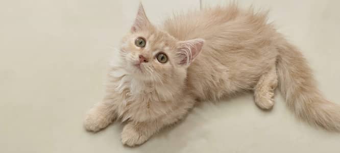 Pure Doll-Face Persian Kittens For Sale!