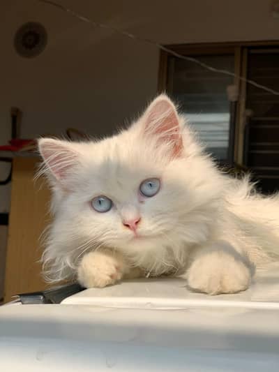 Percian cat for sale