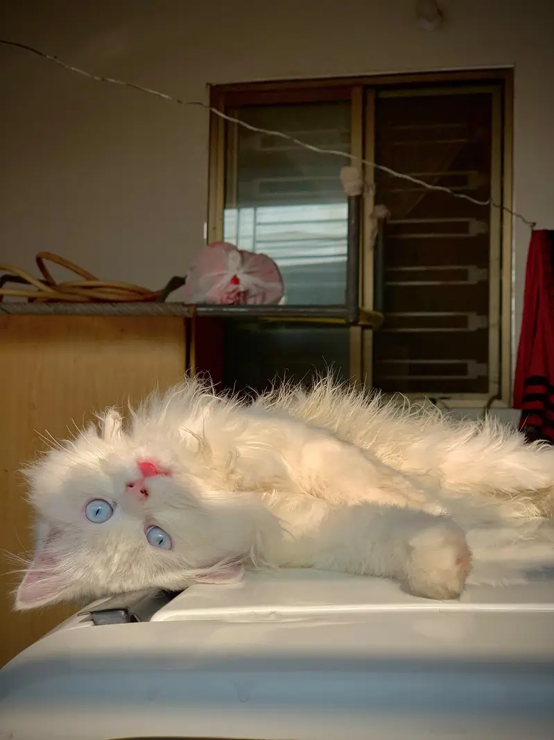 Percian cat for sale — photo 2
