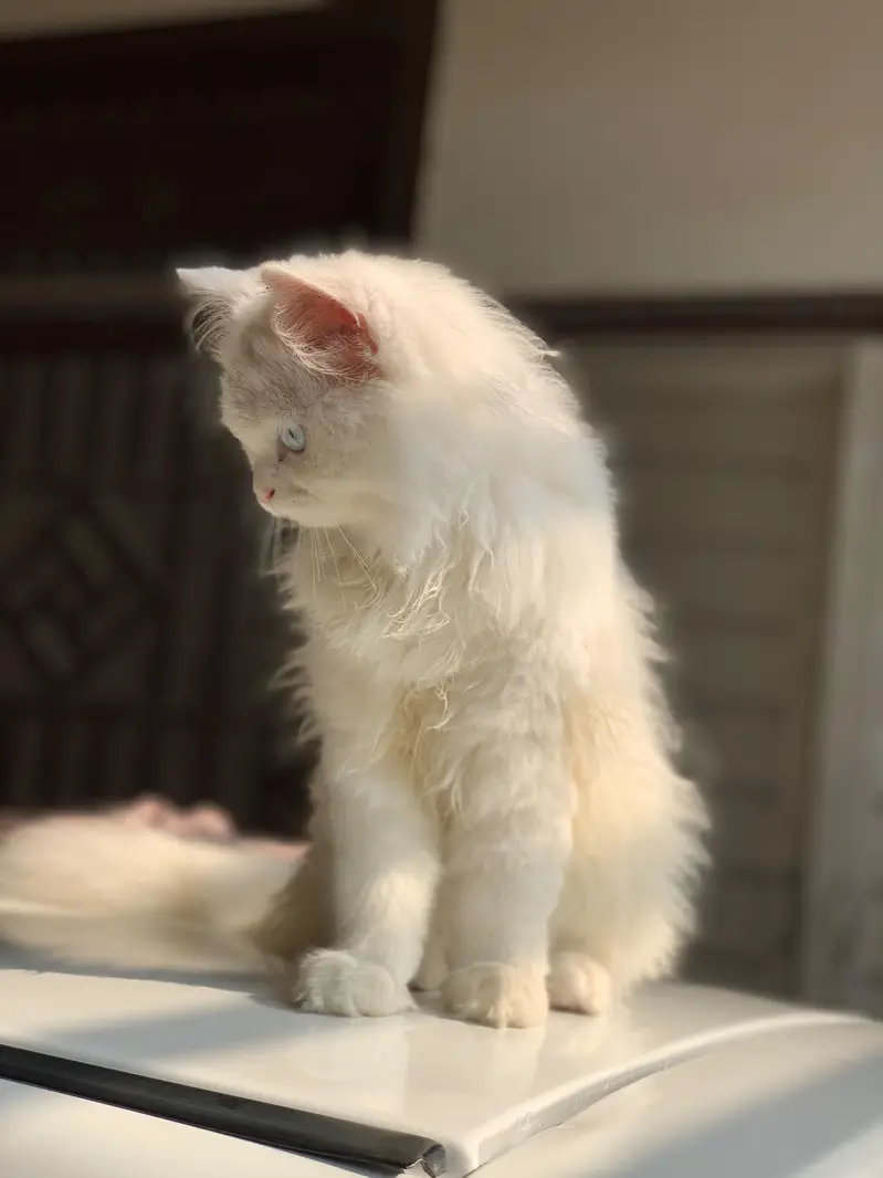 Percian cat for sale — photo 3