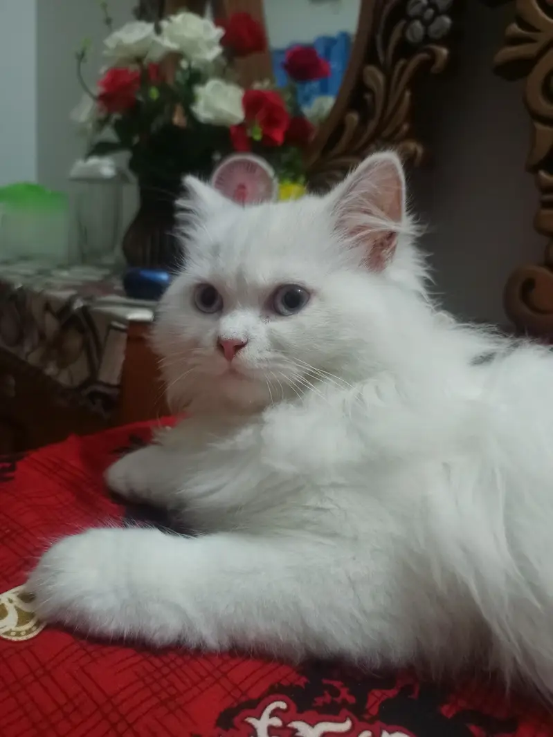 Percian cat for sale — photo 4