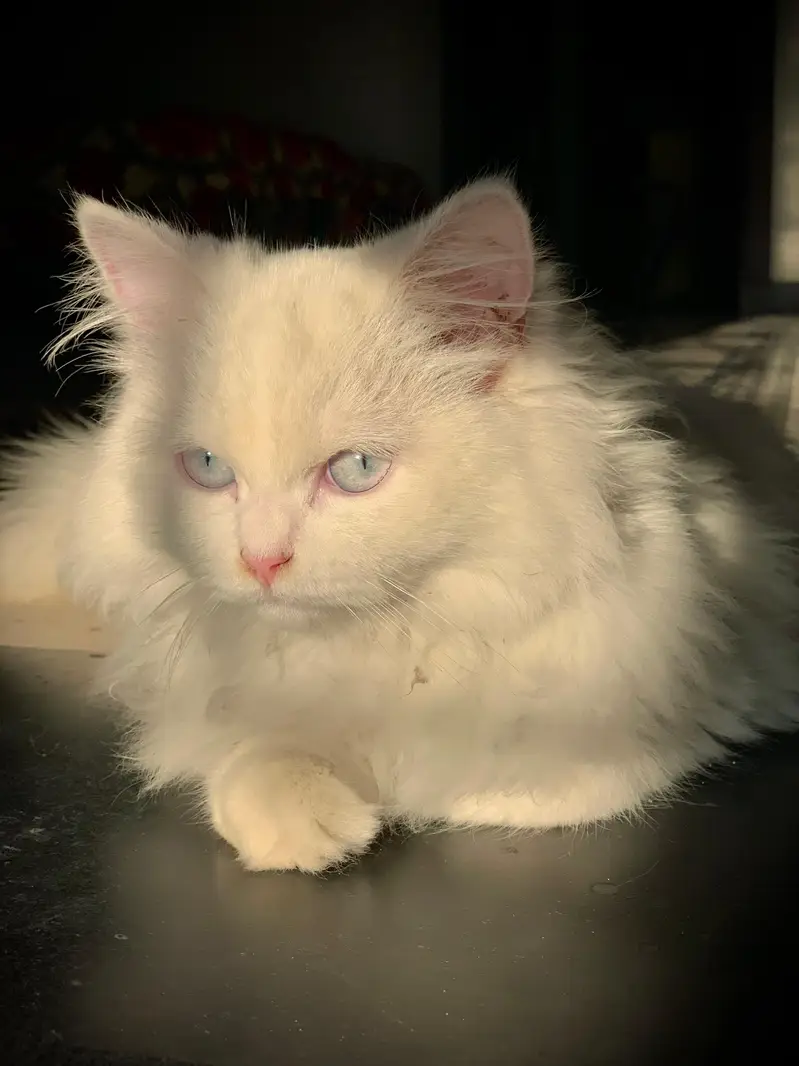 Percian cat for sale — photo 5