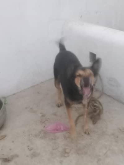 German Shepherd cross