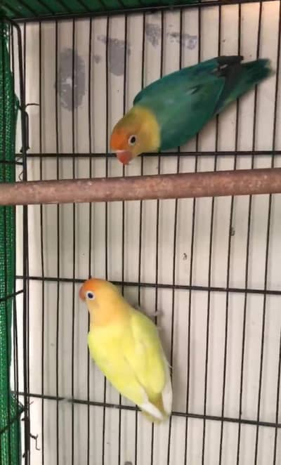 Parblue opline ino male Decino opline female bonded pair