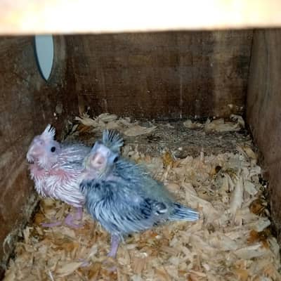 cockatiel gray exebition