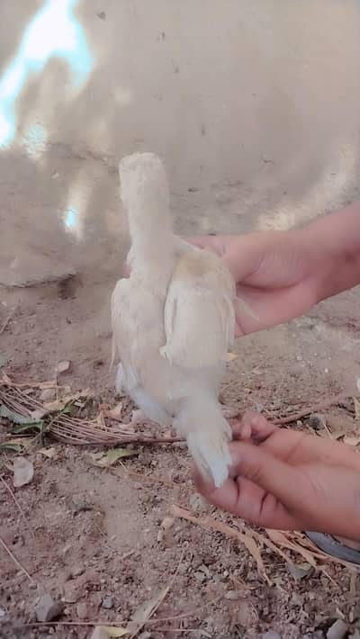 aseel Heera 2 chicks peper white