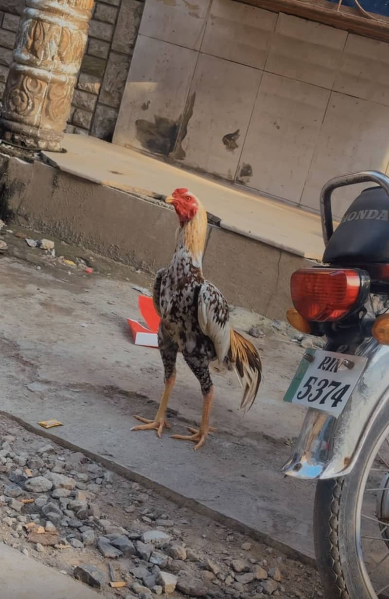aseel china patha 1