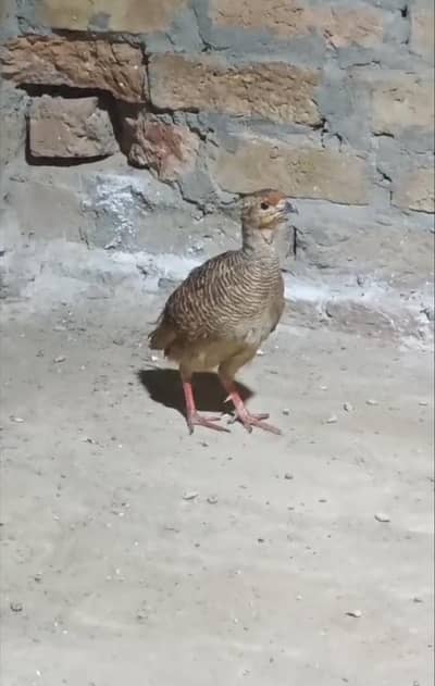 Dakhni Keelo Wali Breader Madi male mar gia keel bi hi is k