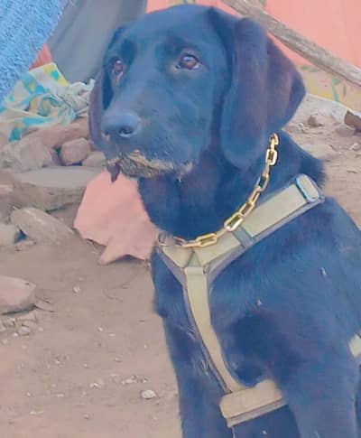 bohut achi breed hai