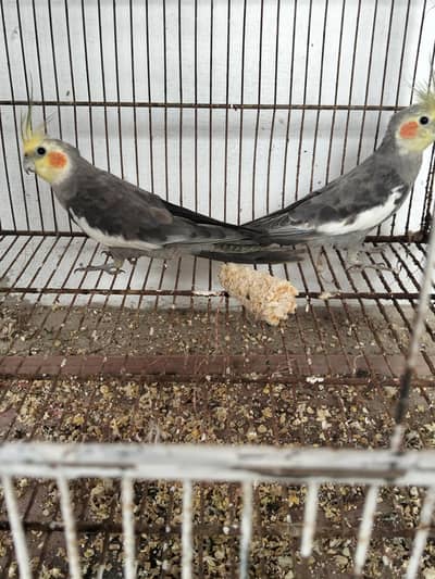 Grey Cockatiel Male Available