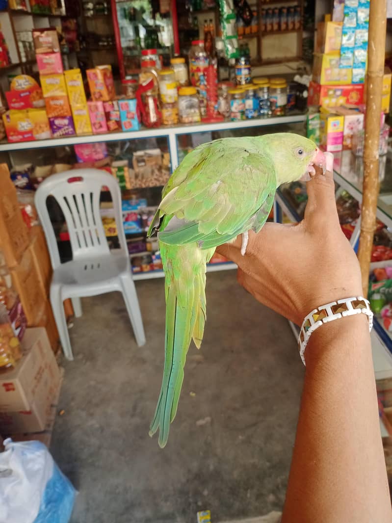raw perrot 2