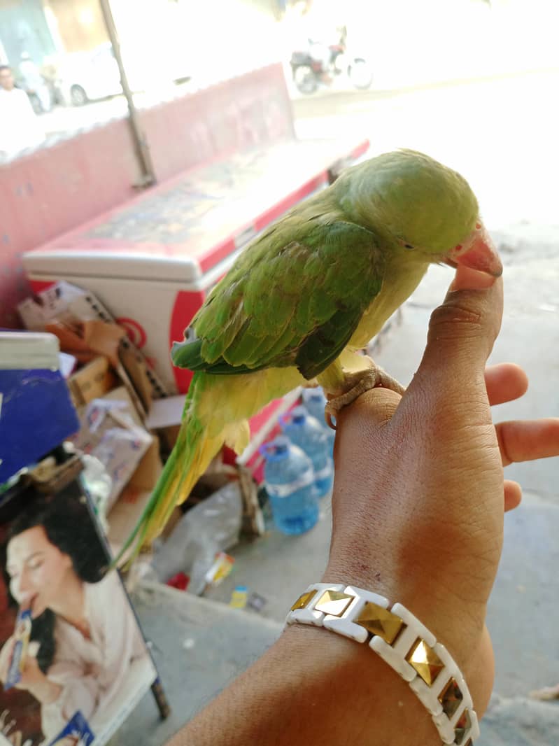 raw perrot 3