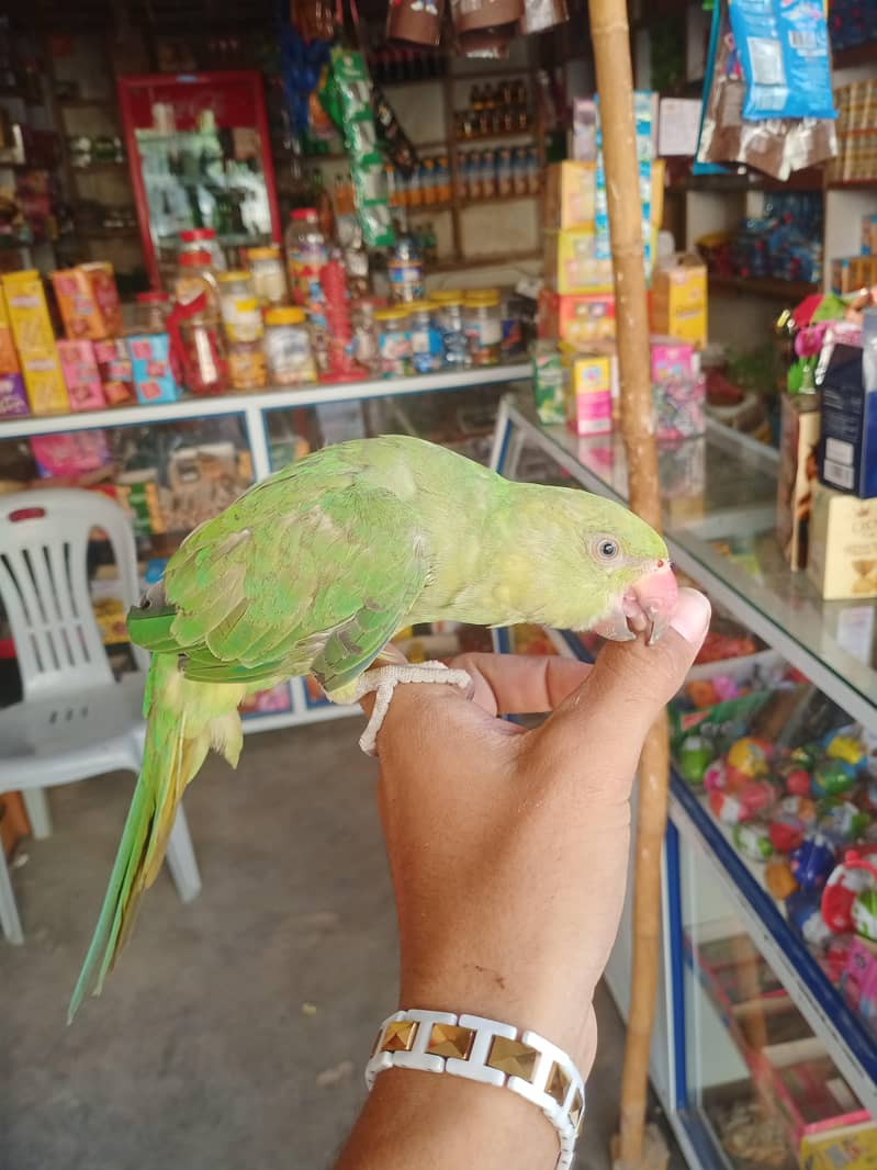raw perrot 4