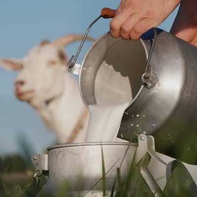 Goat | Goat Milk | Milky Goats | Milk Goats For sale