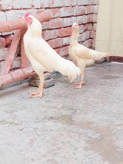 paper white Heera breeder pair