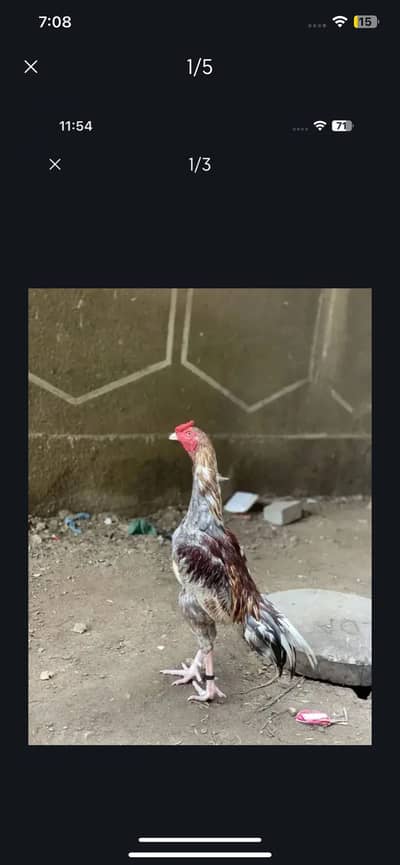 Murga and murgii for sale murgii nai 9 egg layy kia a