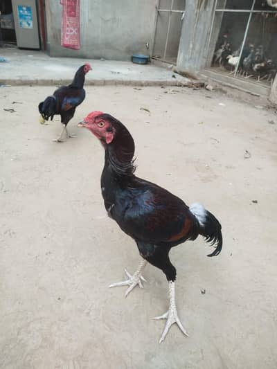 aseel murgha mianwali
