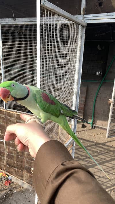 Raw parrot male for breeding also hand tame