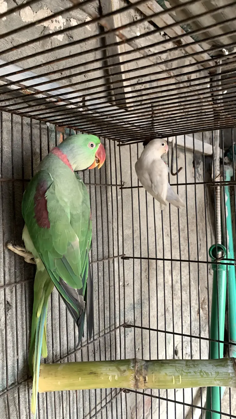 Raw parrot male for breeding also hand tame — photo 2