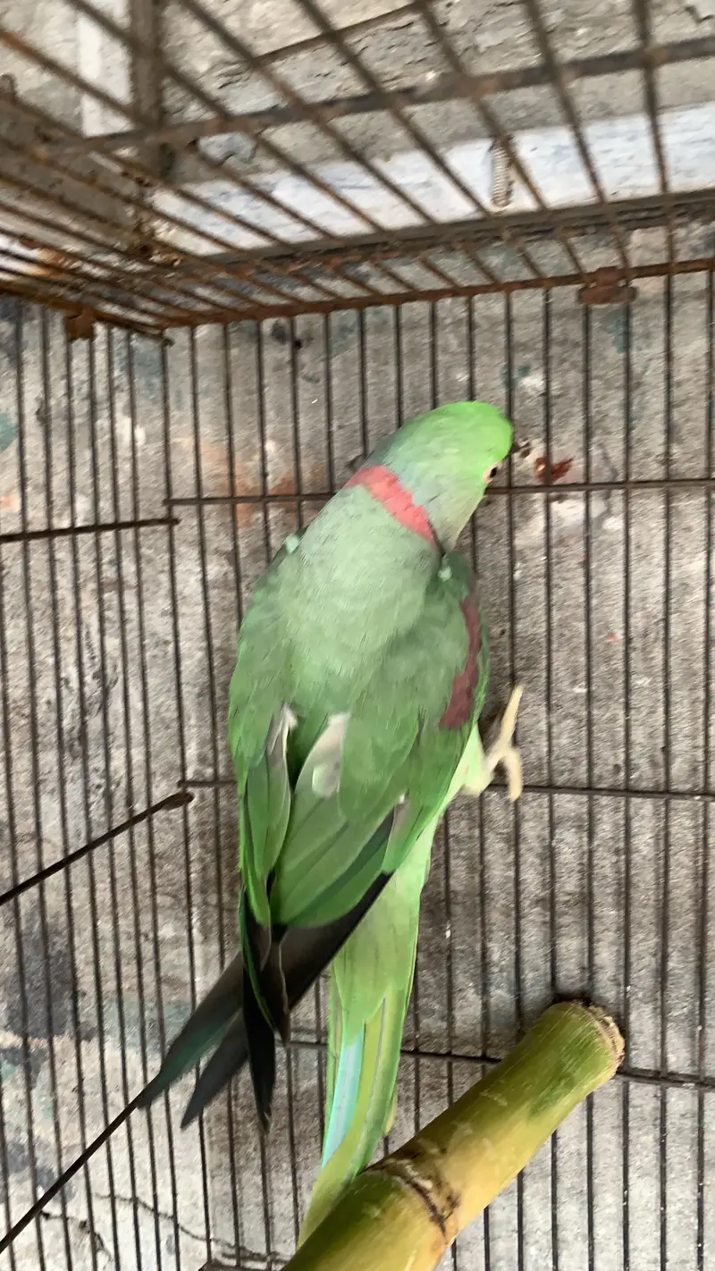 Raw parrot male for breeding also hand tame — photo 3