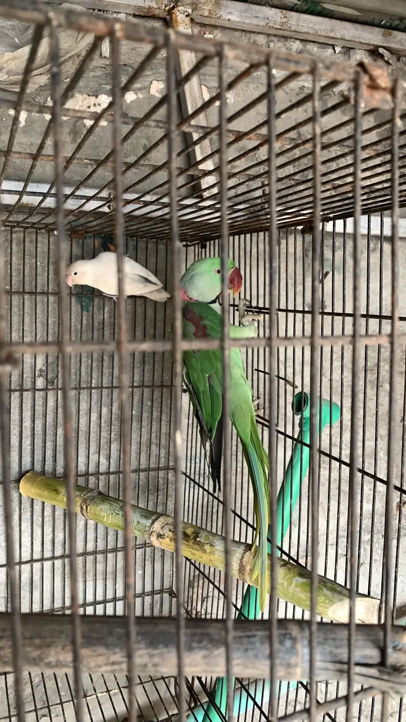 Raw parrot male for breeding also hand tame — photo 4