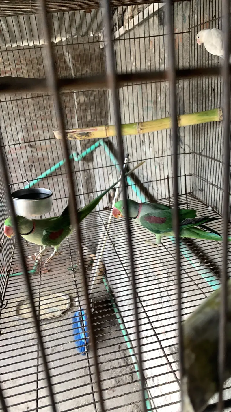 Raw parrot male for breeding also hand tame — photo 5
