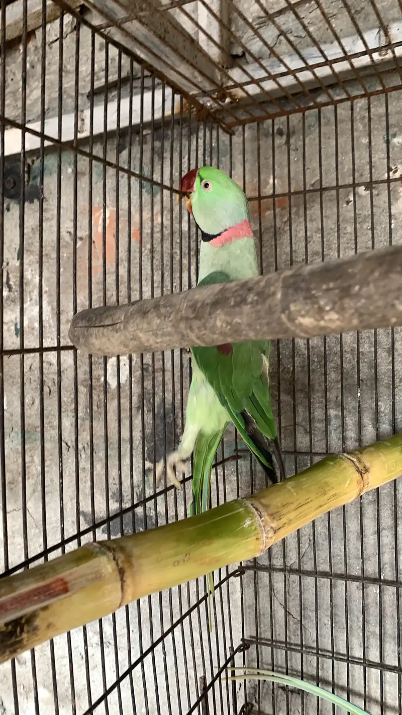Raw parrot male for breeding also hand tame — photo 6