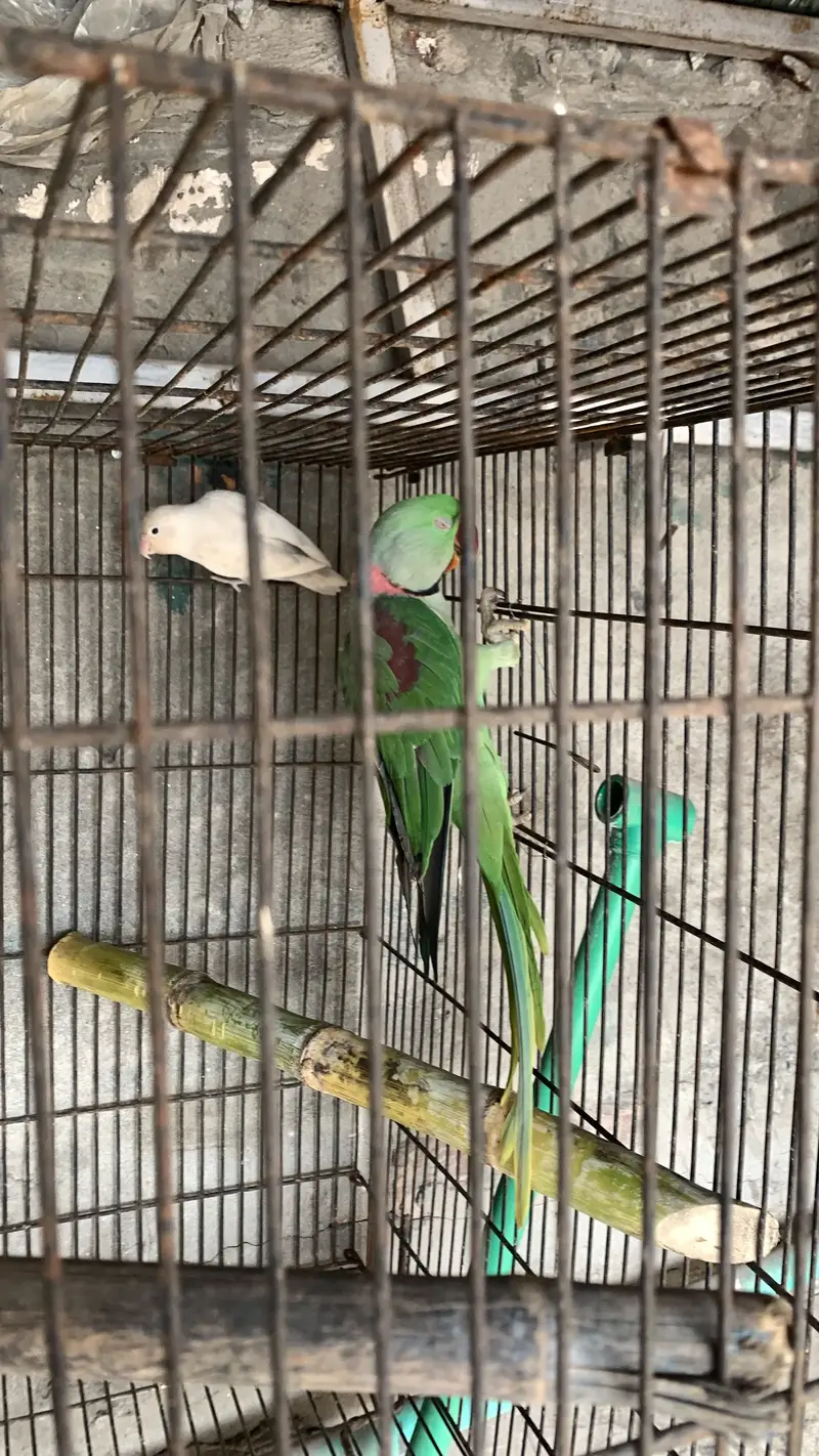 Raw parrot male for breeding also hand tame — photo 7