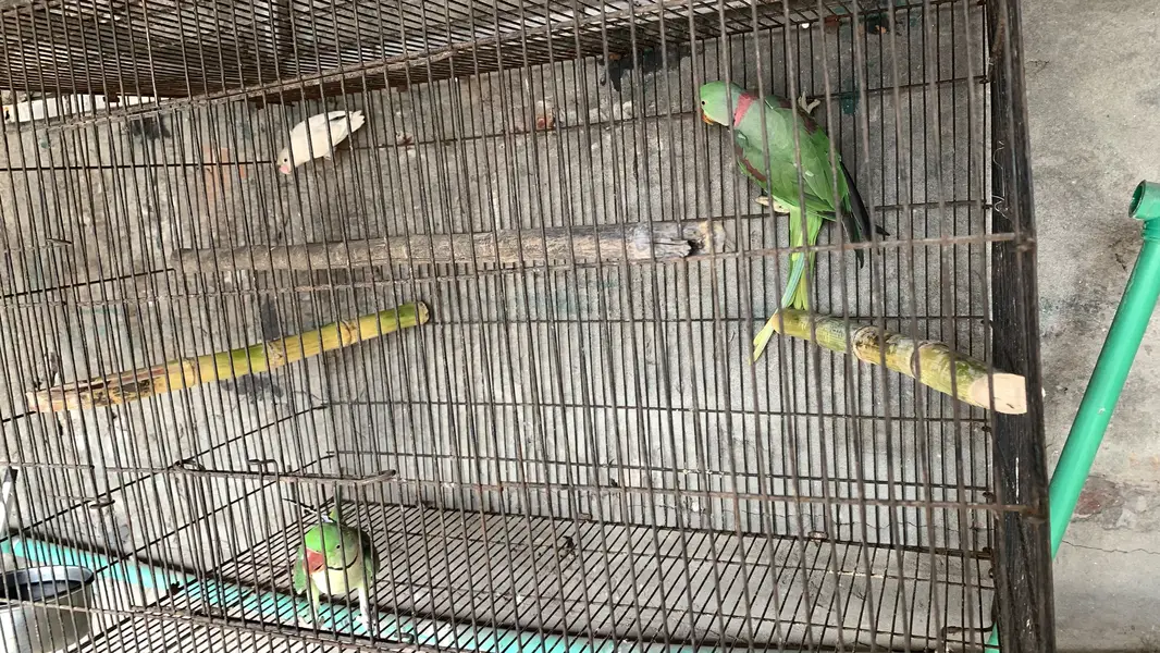 Raw parrot male for breeding also hand tame — photo 8
